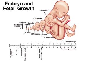 Embryo-01-goog