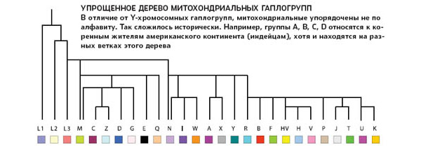 Митохондриальная ева и y хромосомный адам презентация