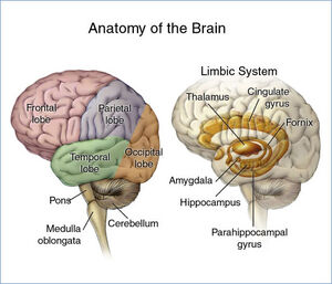 Brain-03-goog