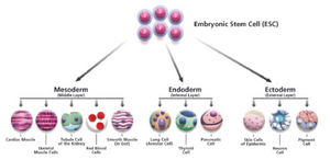 Stem-Embryonic-Cell-01-goog