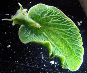 Endosymbiosis-Emerald-Elysia-chloroplasts-01-goog