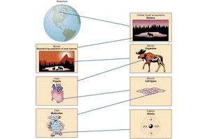 Biological-Complexity-01-goog