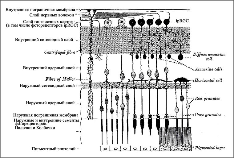 Схема нейрональной организации сетчатки