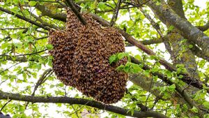 Hive-bees-goog