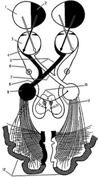 ProvodPutiZritAnalizator