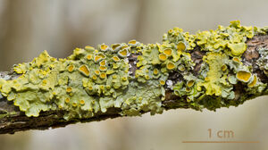 Lichen-Xanthoria-01-goog