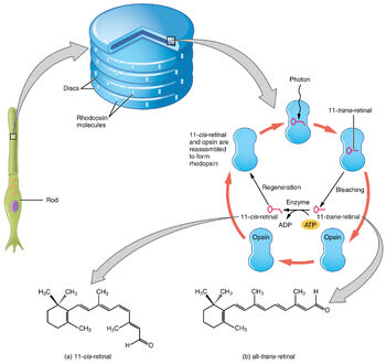 1415 Retinal Isomers