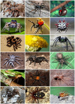 Spiders Diversity