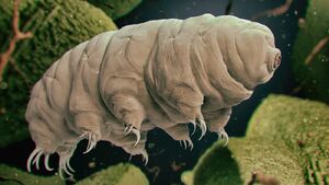 Animals-Tardigrates-01-goog
