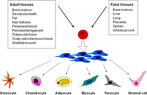 Cells-Mesenchymal-02-goog