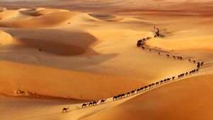 Desert-Camels-goog