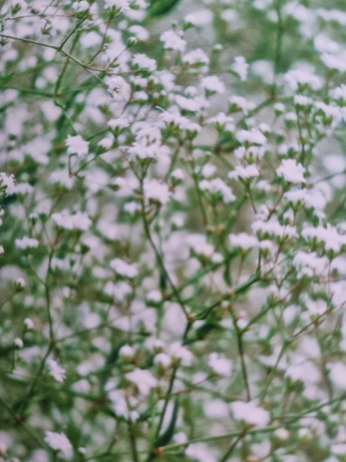 Gypsophile Wiki Sciences Fandom