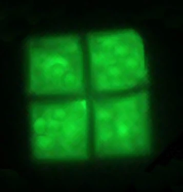 Haloquadratum walsbyi | Wiki Sciences | Fandom