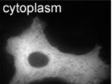 Cytoplasm