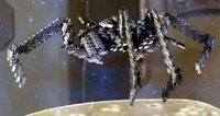 A spider Replicator
