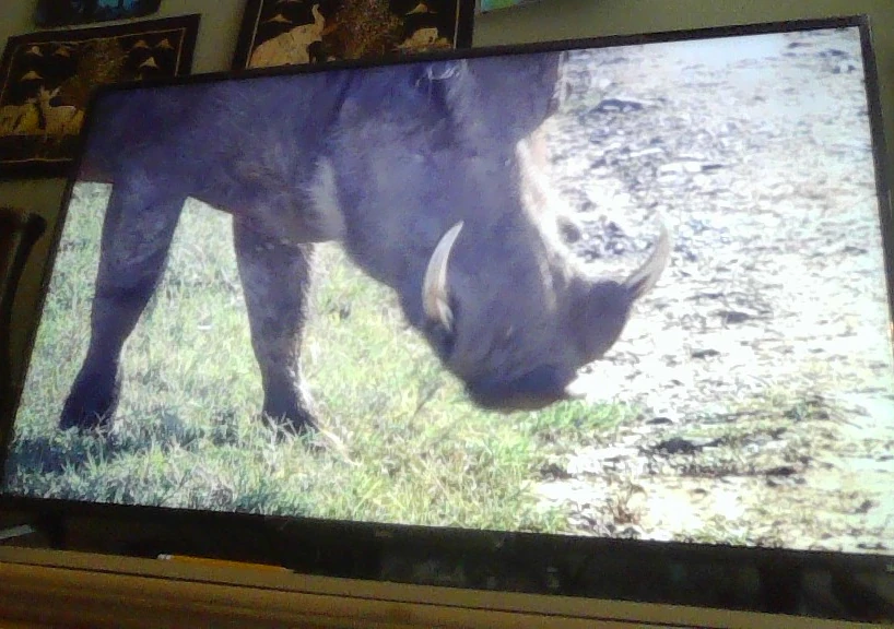 Zombie warthog | Syfy Wiki | Fandom