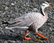 American bar-headed goose (SciiFii)