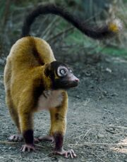 American fork-marked lemur (SciiFii)