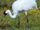 Western whooping crane