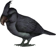 American broad-billed parrot (SciiFii)