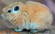 American gundi (SciiFii)