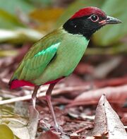 American pitta (SciiFii)