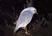 American kagu (SciiFii)