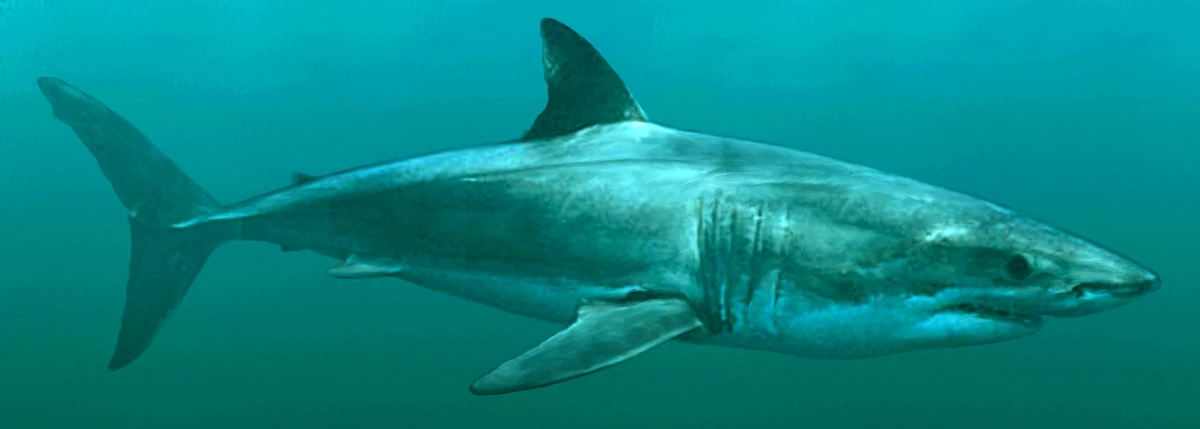 Carcharodon hubbelli SciiFii Wiki Fandom