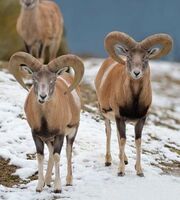 American mouflon (SciiFii)