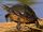 California painted turtle