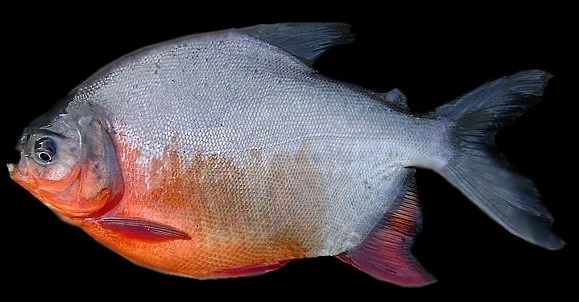 North American pacu | SciiFii Wiki | Fandom