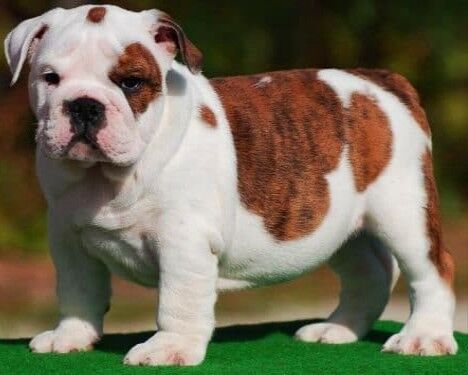 Toy sales bulldog breeders