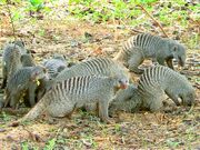American mongoose (SciiFii)