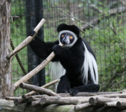 American colobus lemur (SciiFii)