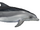 Bryde's dolphin