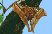 American giant moth (SciiFii)