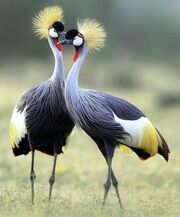 American crested crane (SciiFii)