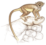 American marmoset lemur (SciiFii)