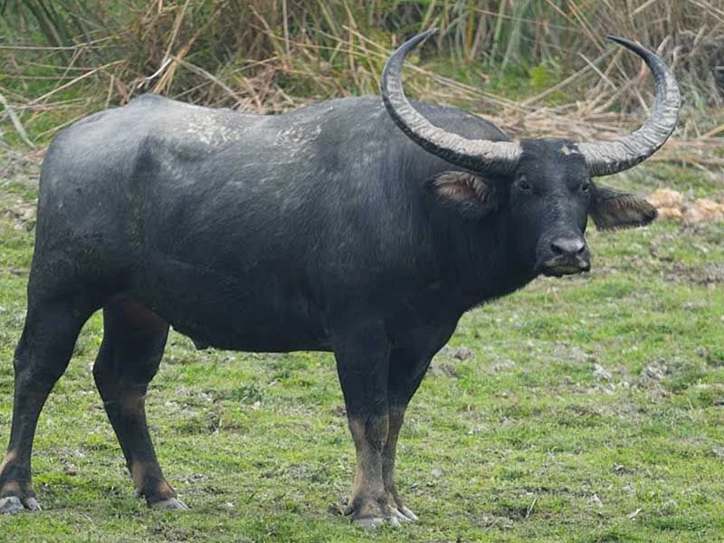 Californian water buffalo SciiFii Wiki Fandom