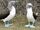 Blue-footed gannet
