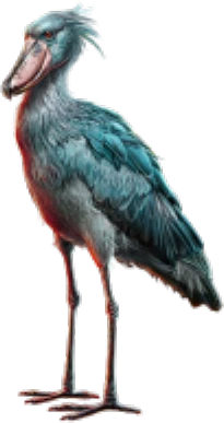 Asian shoebill | SciiFii Wiki | Fandom