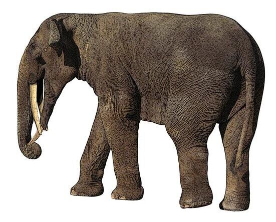 Gomphotherium | SciiFii Wiki | Fandom