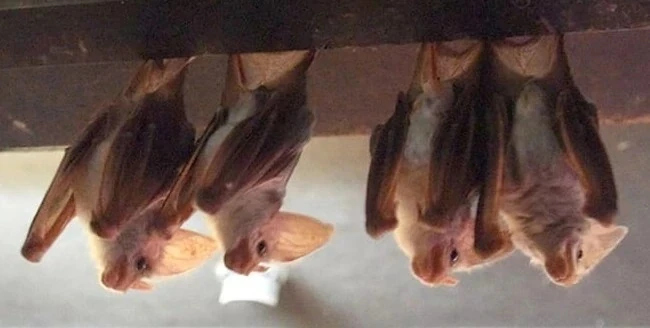 North American spectral bat | SciiFii Wiki | Fandom