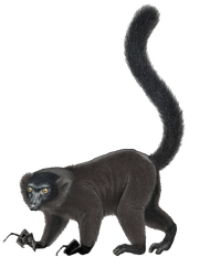American aye-aye (SciiFii)
