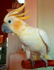 American cockatoo (SciiFii)