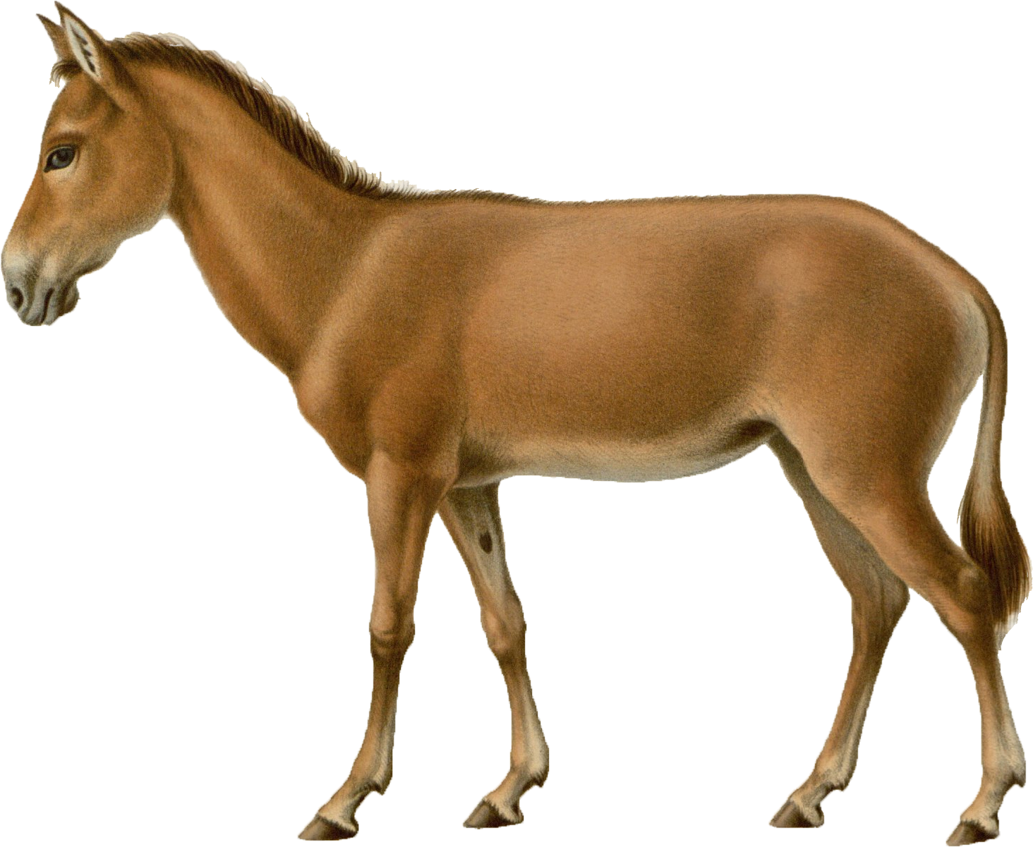 onager horse
