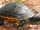 California chicken turtle