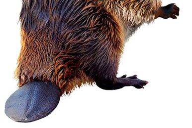 Titanotylopus | SciiFii Wiki | Fandom