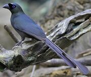 American grey treepie (SciiFii)