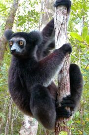 American indri (SciiFii)